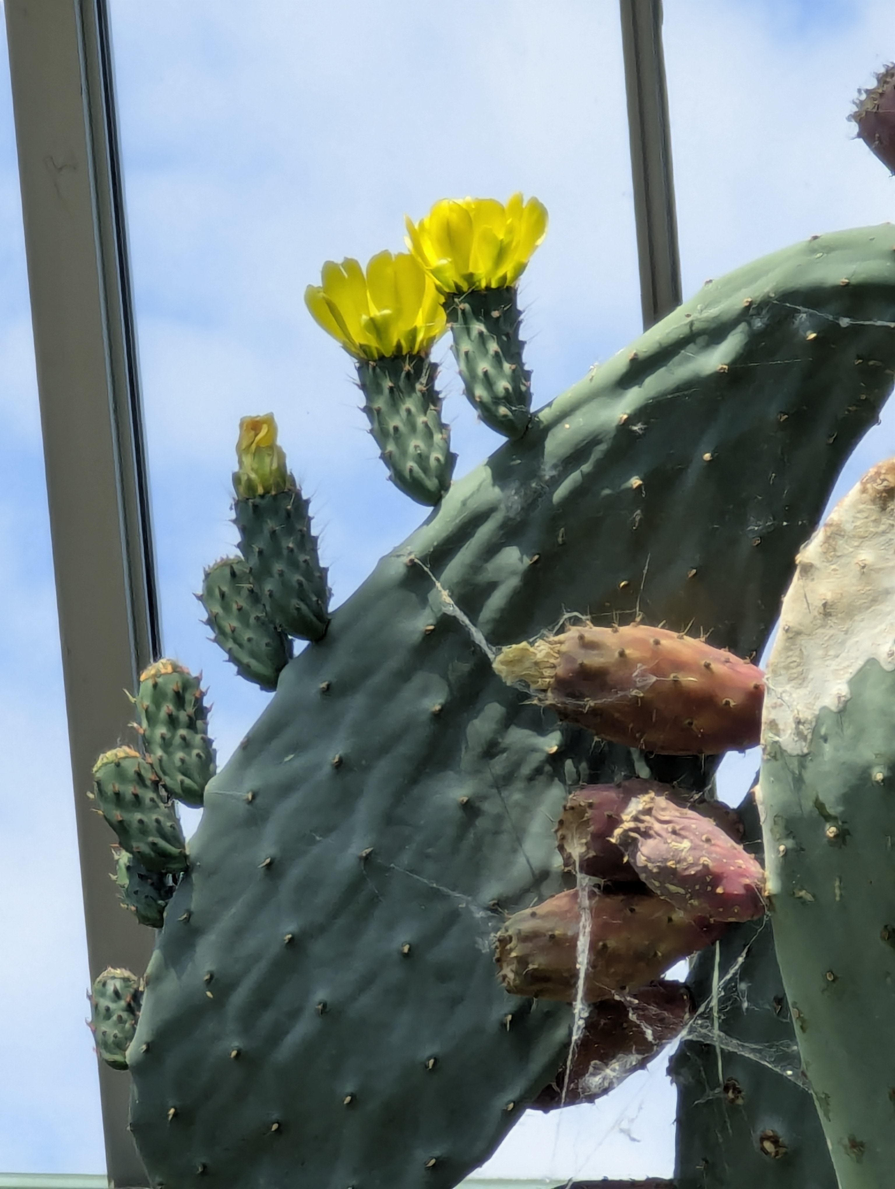 Birthday Trip to Canada, Edmonton, Pyramids, Muttart Observatory